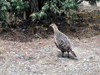 Himalayan Cock