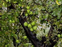 Apple orchad at the village of Marpha