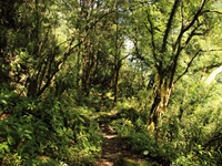 The dense forest comes after the Boghara