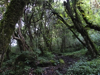 Again the dense forest which continues upto Sallaghari