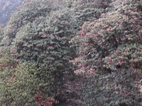 Trees covered with flowers