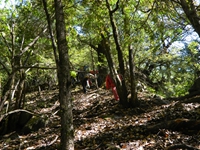 Trek through Pine Jungle