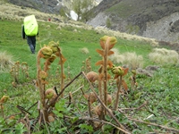 Approaching Dabri Thatch