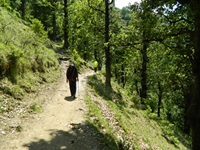 Walking through the pleasant forest