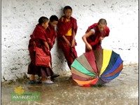 CHILD LAMA'S PLAYING IN THE RAIN