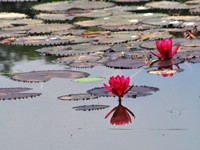 Red Water Lilly