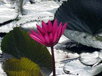 Red Water Lilly