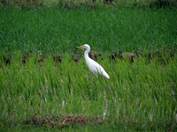 Stork