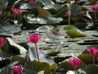 Pond Heron in between Red Water Lilly