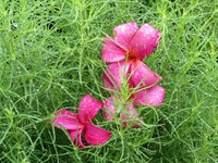 Some faded drops of dew on colorful petal...