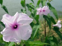 Ipomoea Carnea (Dhol kalmi)