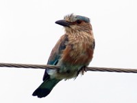 The unique Indian Roller (Nilkantha)