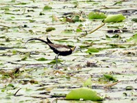 Bronze-winged Jacana (Jalpipi)