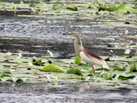 Pond Heron