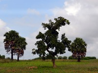 Butea monosperma (Palash Tree)