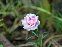 Blossoming Rainy season