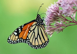 Eye catching Butterflies