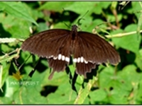 Butterfly at mandal