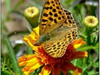 BUTTERFLY AT MANAVILLEGE