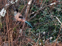 Black-headed Jay((Garrulus lanceolatus)