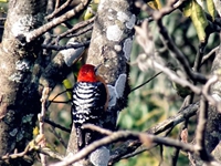 Rufous bellied woodpecker