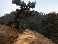 Trekking trail