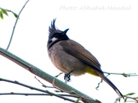 Yellow-Vented Bulbul(Pycnonotus goiavier)