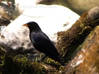 Himalayan Whistling Thrush