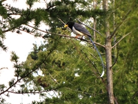 Red-Billed Blue Magpie