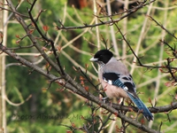 Black-headed Jay((Garrulus lanceolatus)