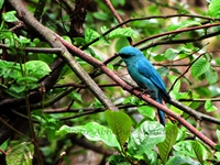 The Verditer Flycatcher(Eumyias-thalassina)