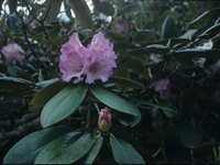 Rhododendran