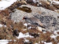 Himalayan Quail