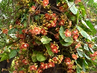 Cannonball Tree