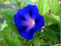 BLUE HIMALAYAN FLOWER AT UKHIMATH