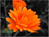 CALENDULA