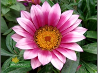 Gazania