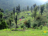 Nayapatal Camping ground