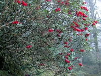 Red Rhododendron