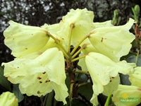 Yellow rhododendron