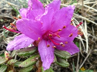 Rare Rhododendron