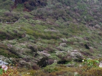 Vally of Rhododendron