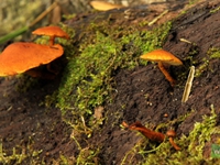 Natural Umbrella