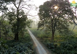 Tista Tea & a Wild Trail