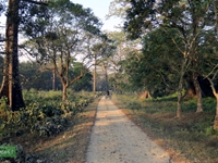 dooars, jaldapara, tista