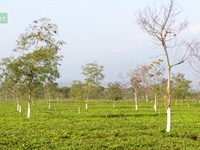 dooars, jaldapara, tista