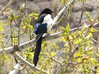 Eurasian Magpie on way to Nubra Valley