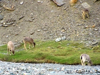 Himalayan tahr at Rupsu Valley