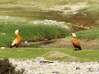 Ruddy shelduck at Changthang Wildlife Sanctuary