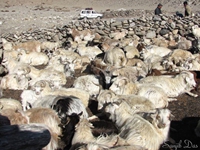 Pashmina sheep